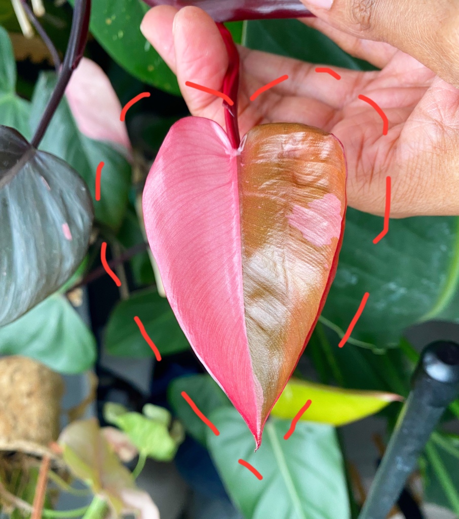 A heart shaped philodendron plant leaf, half vibrant pink. Doodle style dashes are drawn around it in a heart shape.